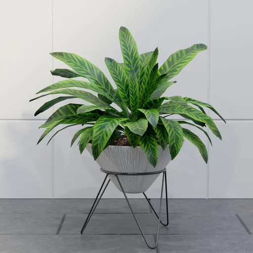 Calathea Planter