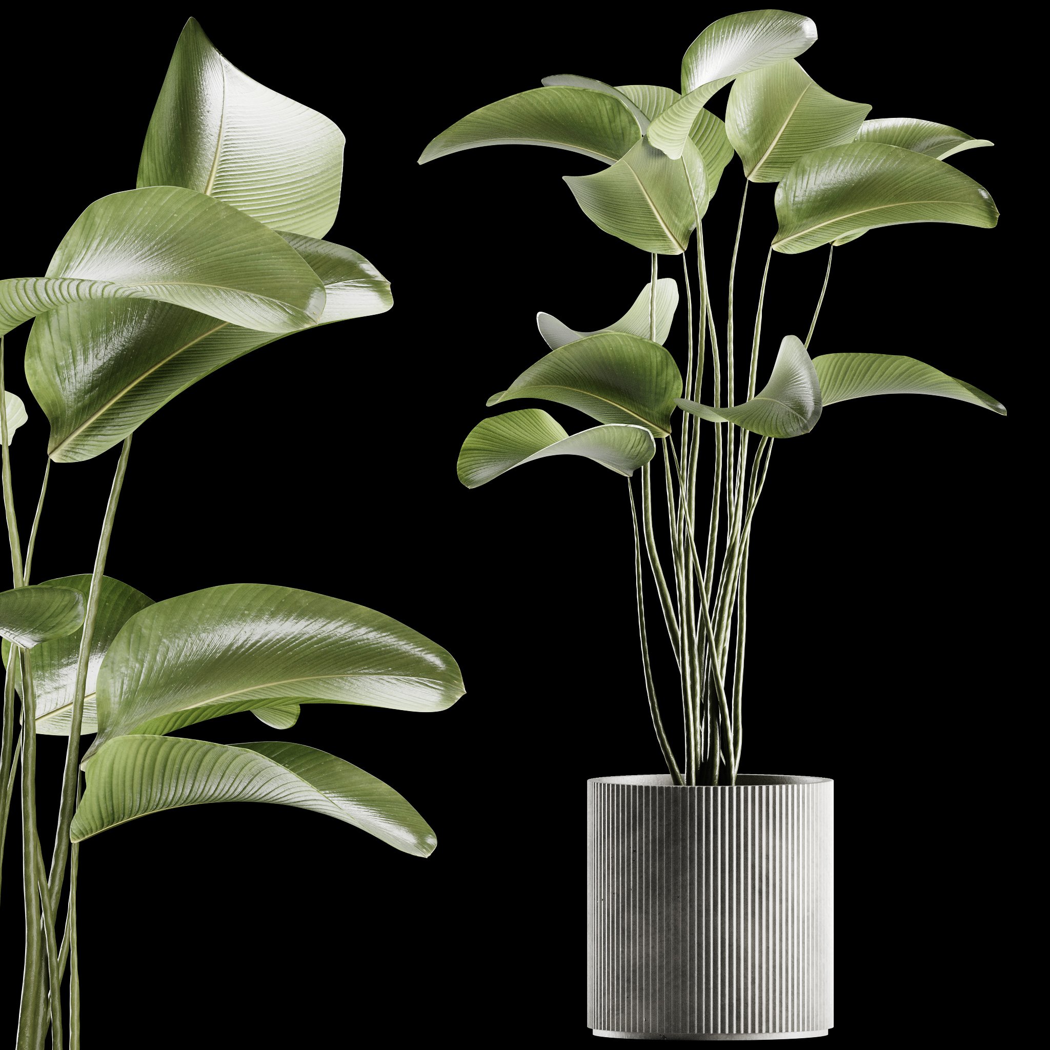 CALATHEA LUTEA STRELITZIA Indoor Plant | 3D Indoor models | BlenderKit