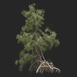 Mangrove Tree + animation