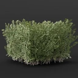 Boxwood Hedge Edge Variation