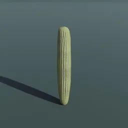 Plant Cactus Saguaro Short