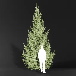 Norway Spruce Picea Abies 5.0m