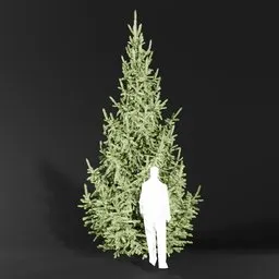 Norway Spruce Picea Abies 5.0m