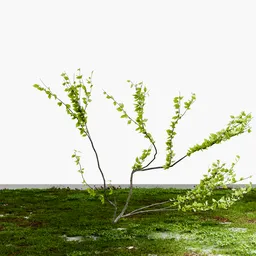 Thin Shrub