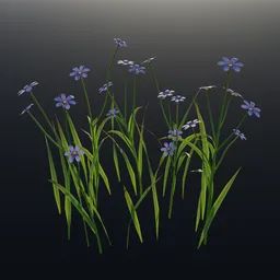 Blue Eyed Grass Wild Flower