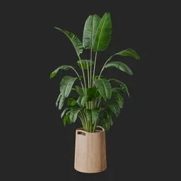 Banana Leaf Plant
