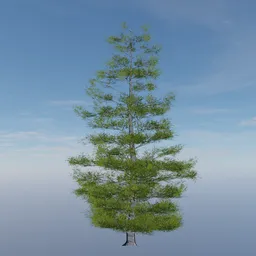 Evergreen Tree Alpha Plane 1