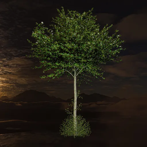 Small mort shrub