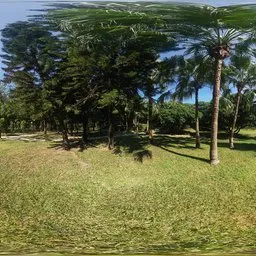 The shade of the trees at noon 16k