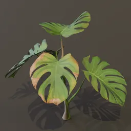 Monestera Plant Sap Var