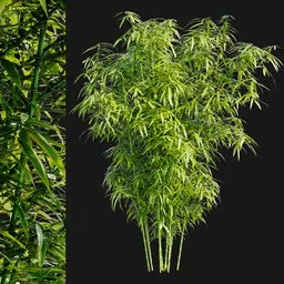 Bamboo Bush