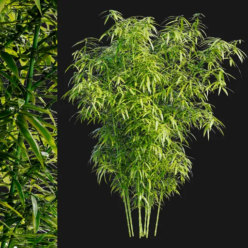 Bamboo Bush