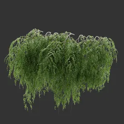 Wall Hanging Plant