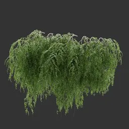 Wall Hanging Plant