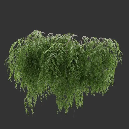 Wall Hanging Plant