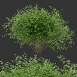Simple Bush Plant