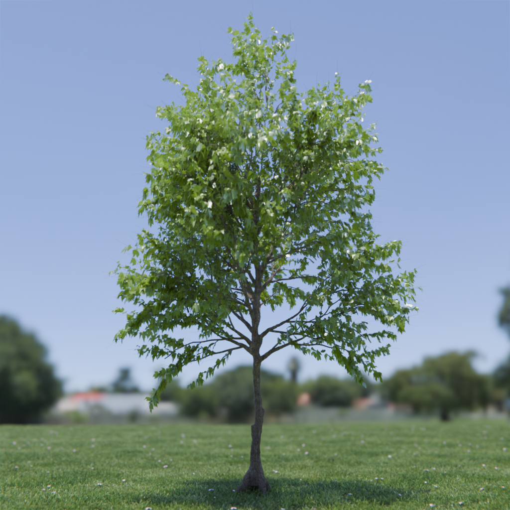 Tree Acer Buergerianum animated | Trees models | BlenderKit