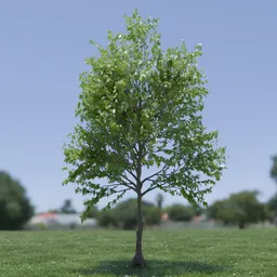 Tree Trident Maple animated