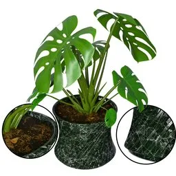 Monstera Plant