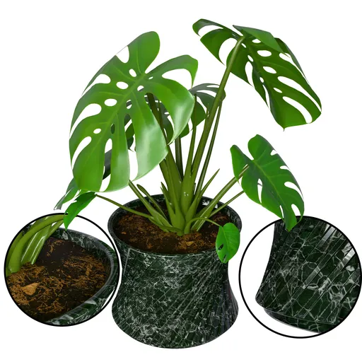 Monstera Plant