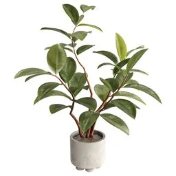 Ficus