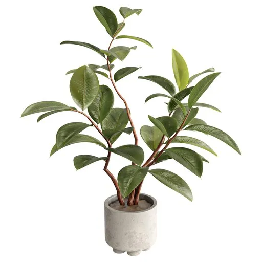Ficus
