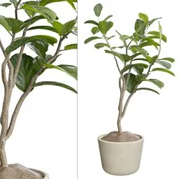 Ficus