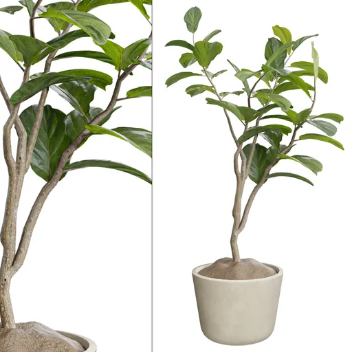 Ficus