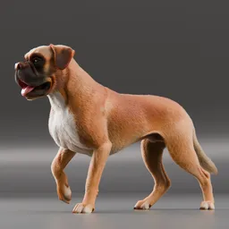 Dog Boxer Rigged and Animated