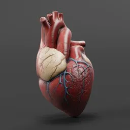 Stylized Human Heart 3D Model Anatomy