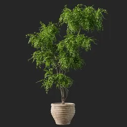 Plant