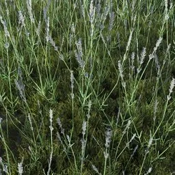 Grass Stalks Tall