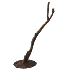 Chamaecyparis pisifera Trunk