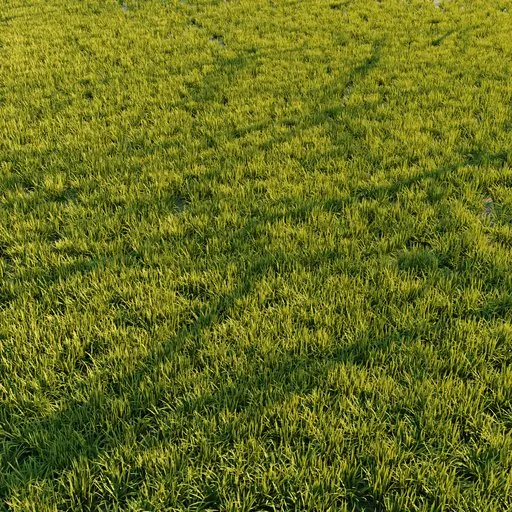 Grass