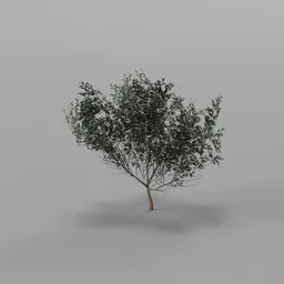 Dense silver Willow
