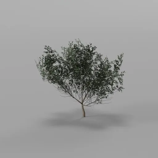 Dense silver Willow