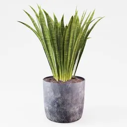 High-quality 3D rendered Sansevieria, tropical indoor plant model in a textured pot for Blender users.