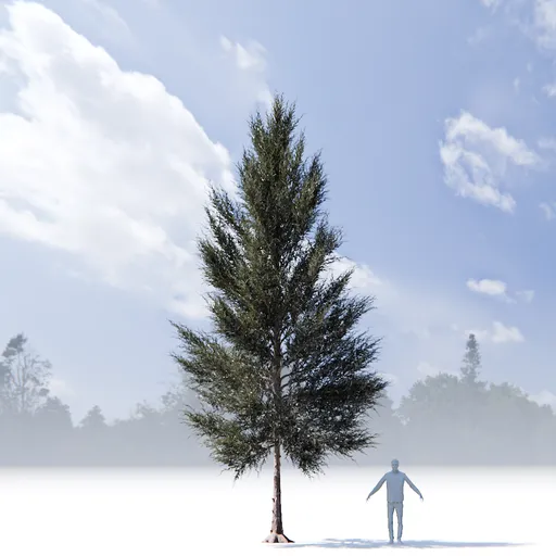 Pine tree variation