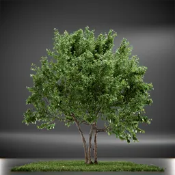 Tree Vine Maple Animated