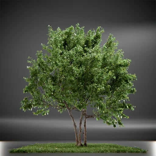 Tree Vine Maple Animated