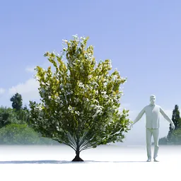 Tree Orange Choisaya