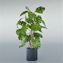 "3D model of Monstera Deliciosa plant in black pot for Blender 3D. Featuring sleek lines, winding branches, and realistic leaves. Rendered in high-quality 8k resolution."
