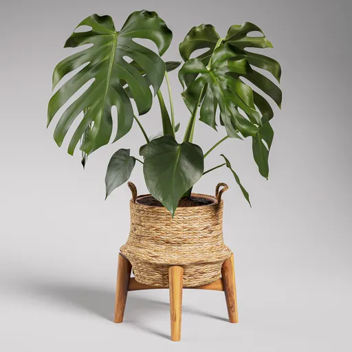 Monstera Deliciosa in Woven Basket
