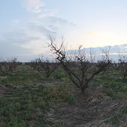 Winter Orchard