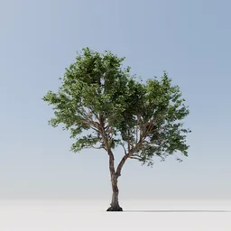 Tree 33