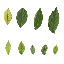 Bischofia javanica Leaf