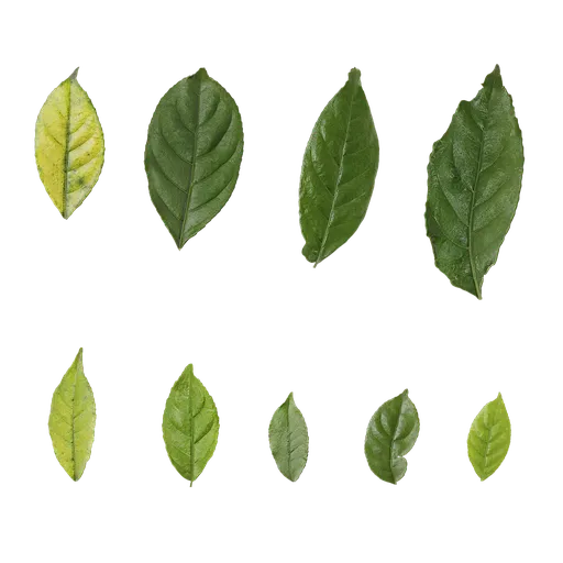 Bischofia javanica Leaf