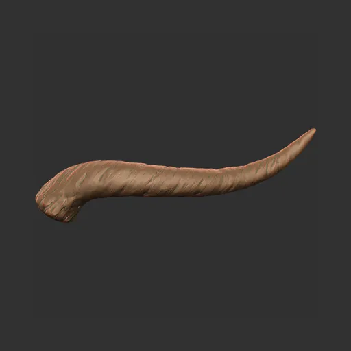 Thin Tail Horn