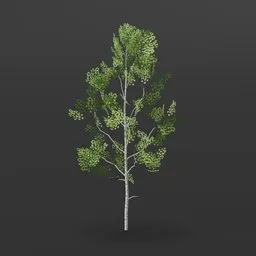 Aspen Tree sapling