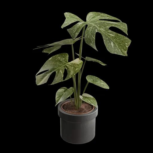 Monstera Plant